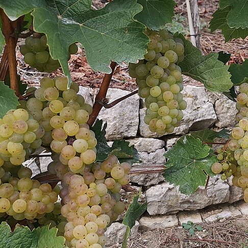 Riesling im Cannstatter Zuckerle