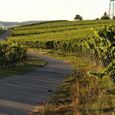 Cannstatter Berg