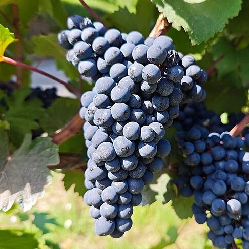 Cabernet Mitos