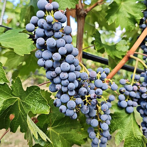 Cabernet Sauvignon