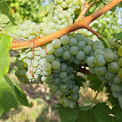 Sauvignon blanc