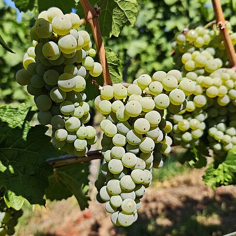 Riesling
