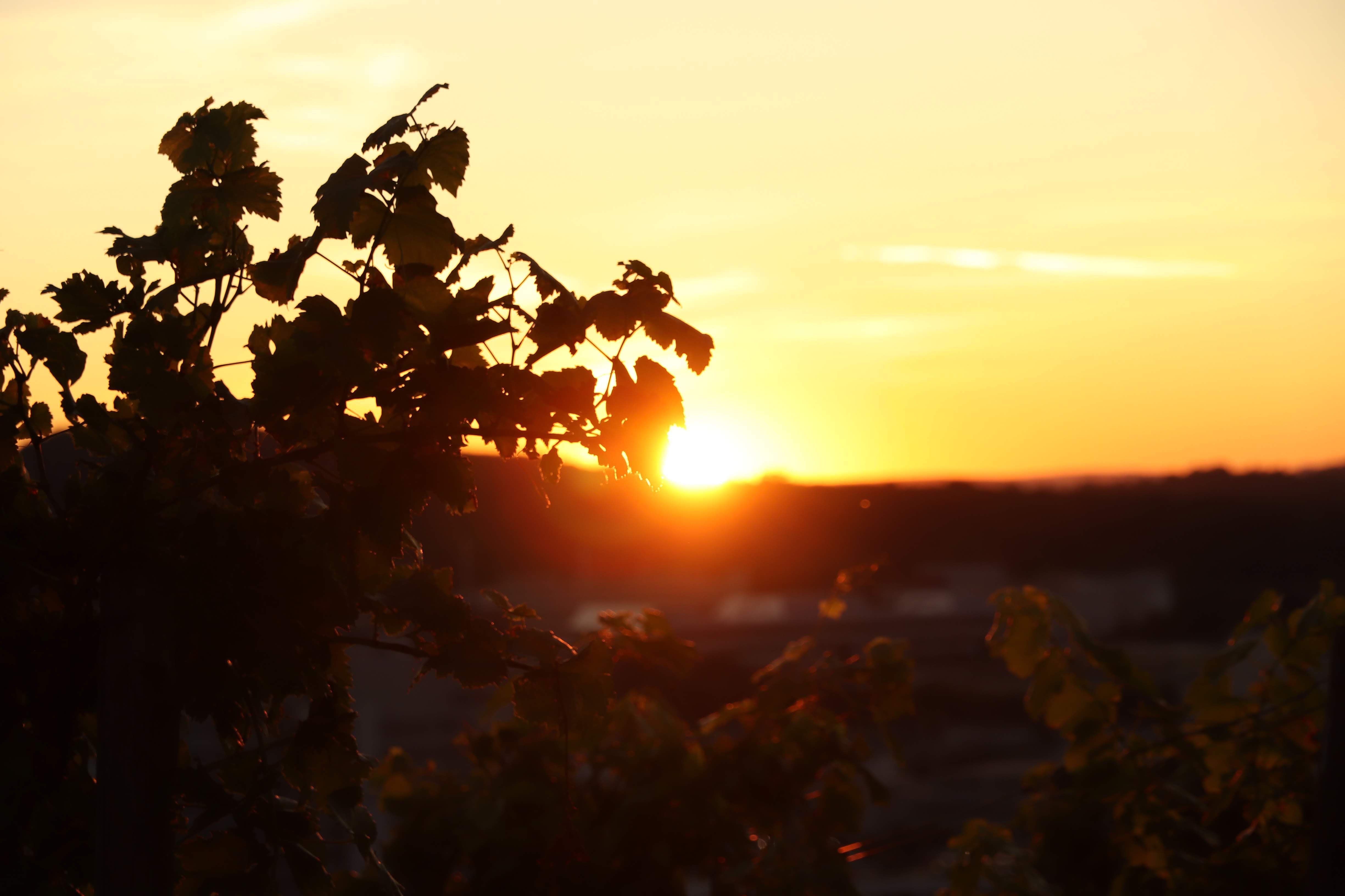 Weinberg im Sonnenunergang