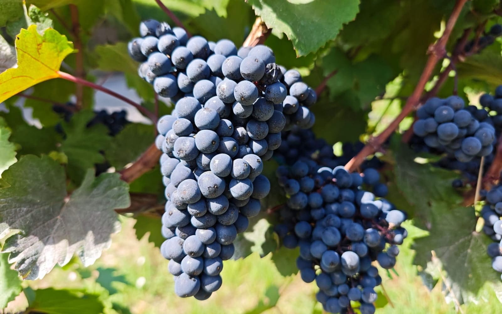 Cabernet Mitos