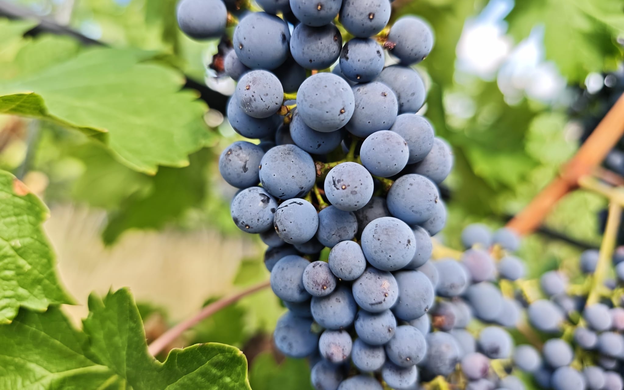 Cabernet Sauvignon