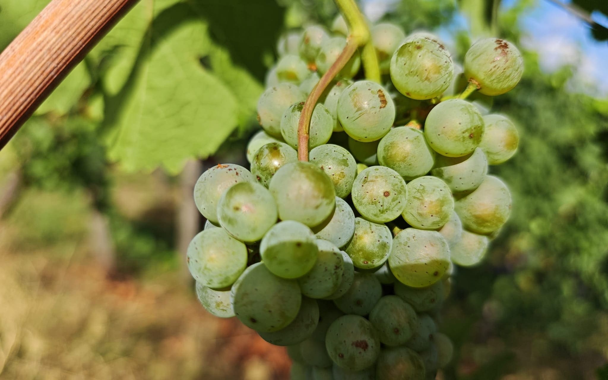 Riesling 
