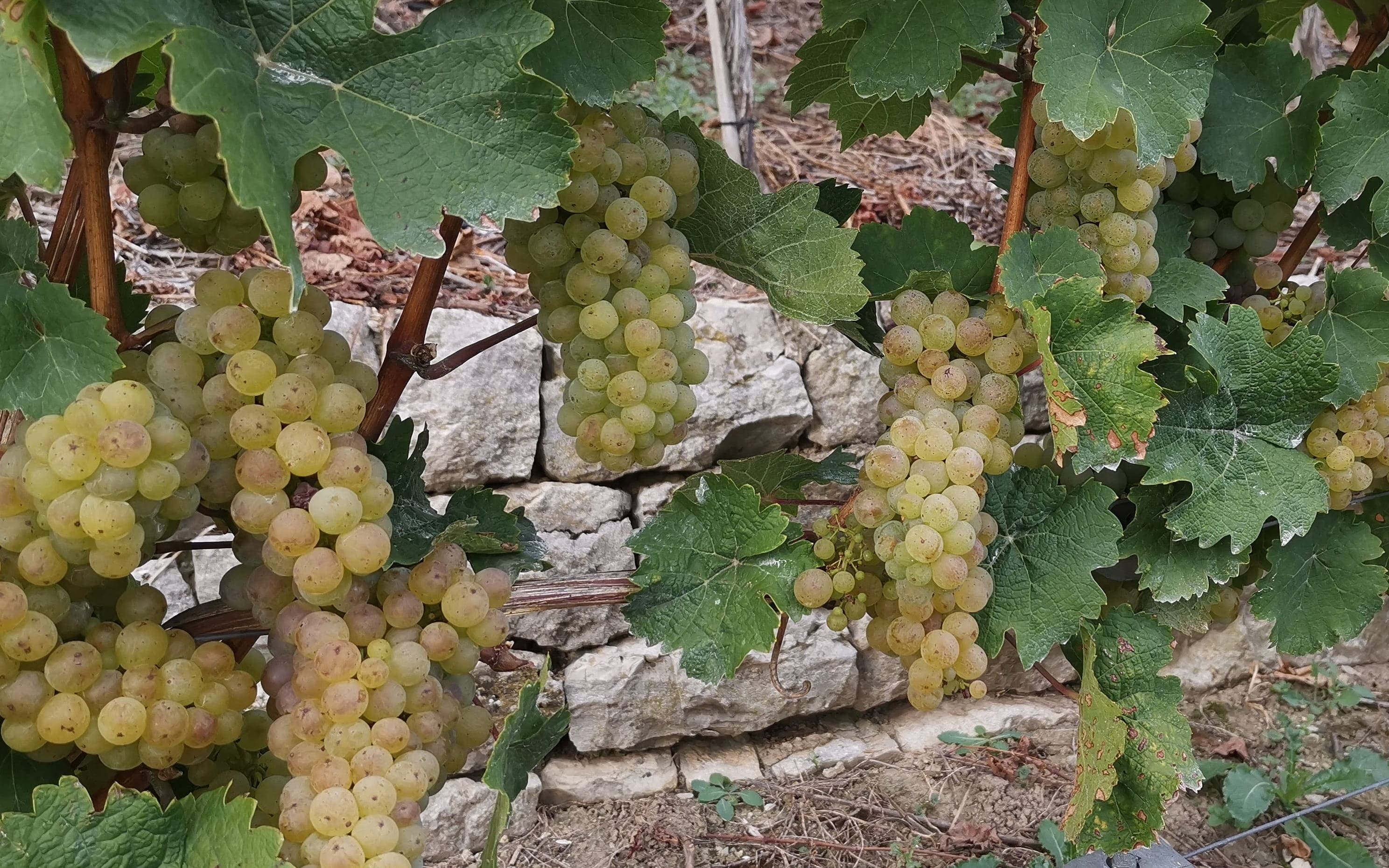 Riesling im Cannstatter Zuckerle