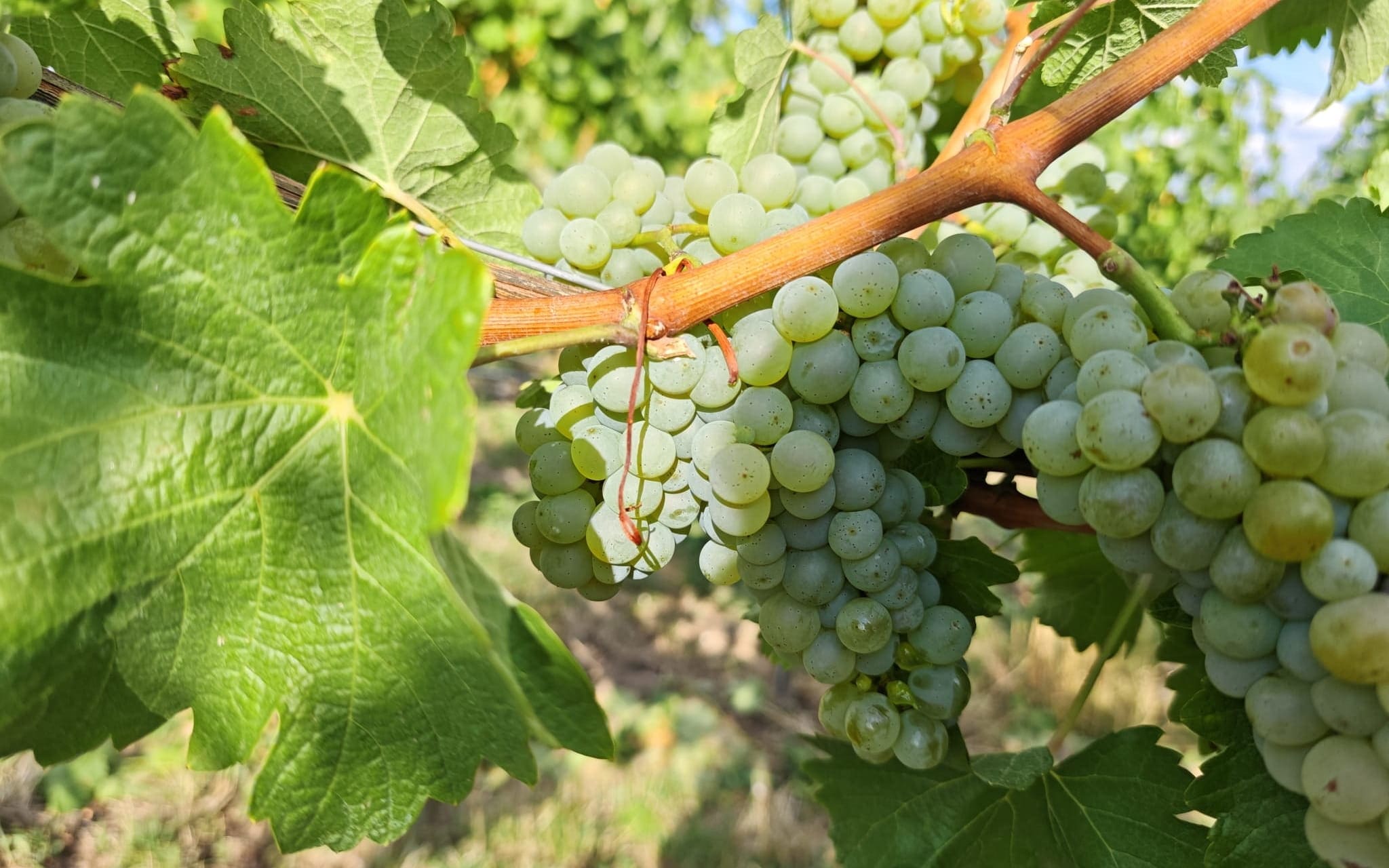 Sauvignon blanc